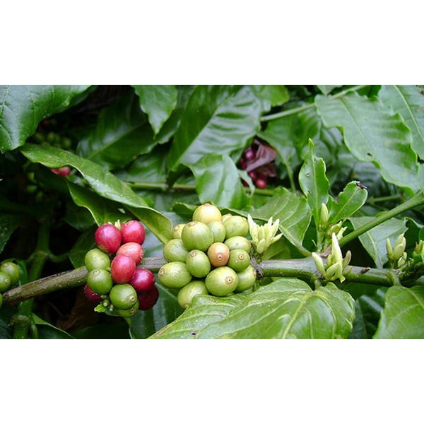 Diversen accessoires koffie thee